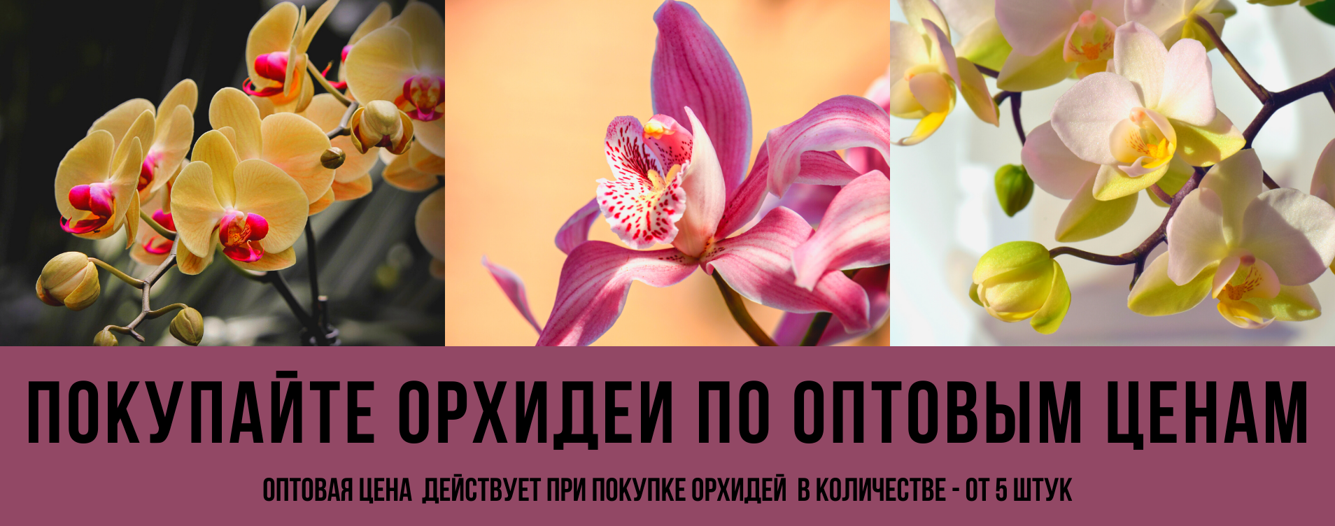 Интернет Магазин Орхидеи Спб